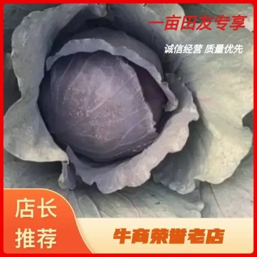 陕西三原县紫甘蓝可当地看货也可提前预定真诚服务欢迎来电