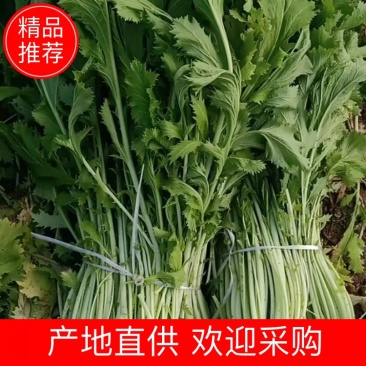亳州雪里红大量上市中产地一手货源可对接加工厂批发市场