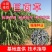 【牛商店长推荐】巨菌草种苗产地直发包技术包售后