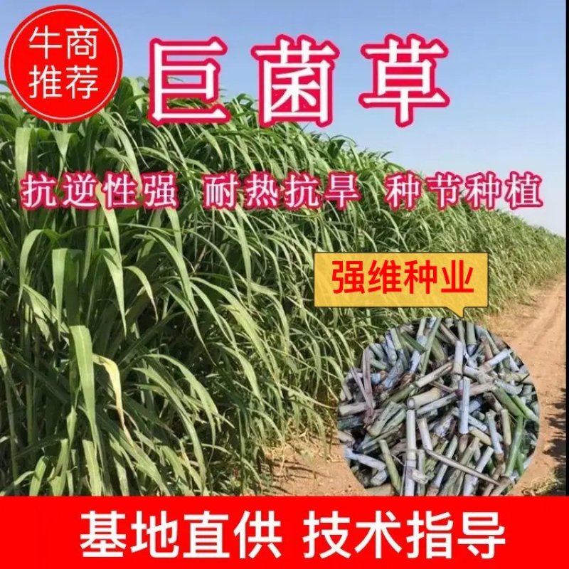【牛商店长推荐】巨菌草种苗产地直发包技术包售后