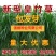 【牛商店长推荐】皇竹草种苗产地直发包售后可视频