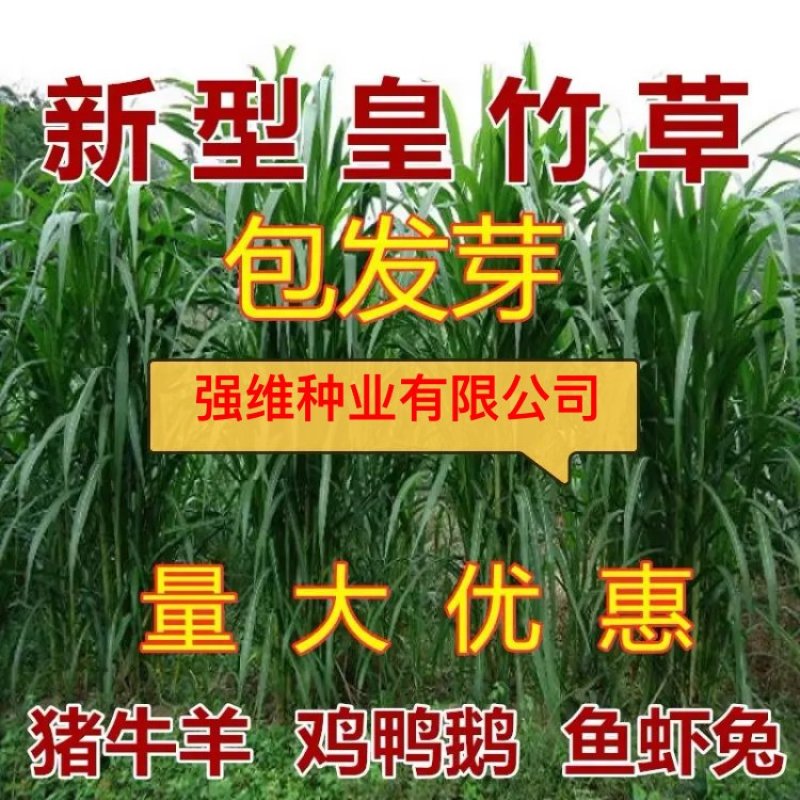 【牛商店长推荐】皇竹草种苗产地直发包售后可视频