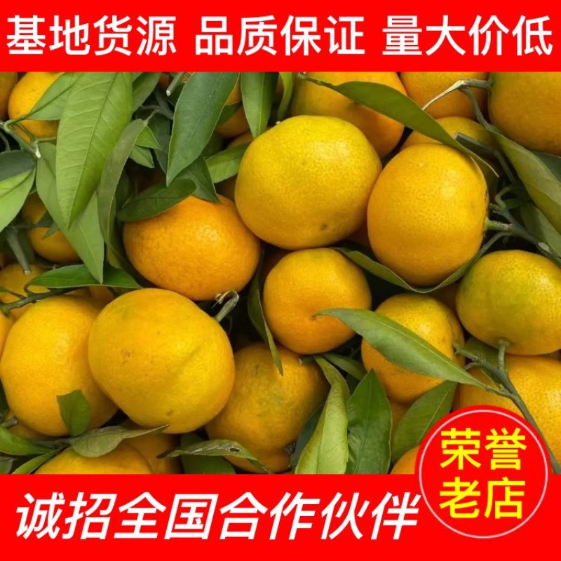 【产地货源】湖北早熟蜜橘大量上市高品质对接超市电商档口价低