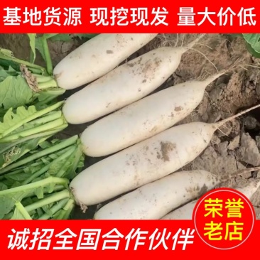 【精品推荐】湖北板叶萝卜大量上市肉致密品质好外形优超市档口