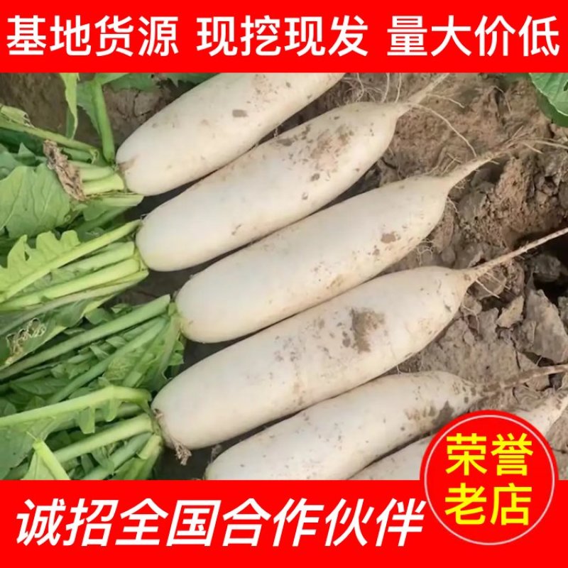 【精品推荐】湖北板叶萝卜大量上市肉致密品质好外形优超市档口