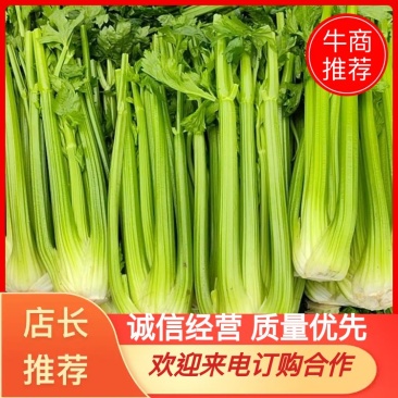 精品西芹大量上市，专业对接档口，商超欢迎来电