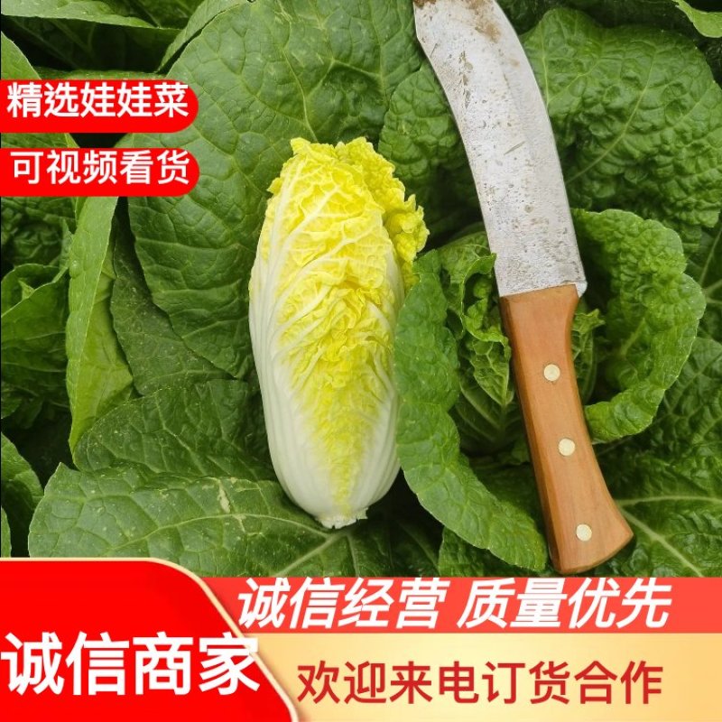 河南娃娃菜大量上市，产地直发自己种植可视频看货欢迎