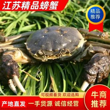江苏合作社直供大螃蟹青壳白底全程喂鱼满黄满膏精品河蟹