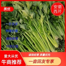 芹菜安徽芹菜大中小颗芹菜。美国西芹，质量保证，代发全国，
