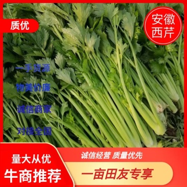 芹菜安徽芹菜大中小颗芹菜。美国西芹，质量保证，代发全国，
