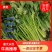 芹菜安徽芹菜大中小颗芹菜。美国西芹，质量保证，代发全国，