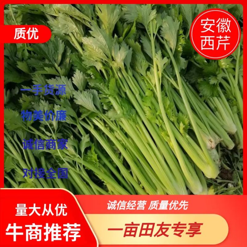 芹菜安徽芹菜大中小颗芹菜。美国西芹，质量保证，代发全国，