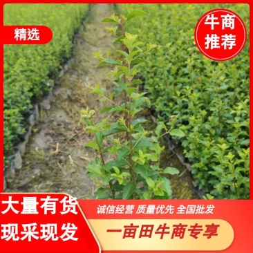 【精品推荐】成都小叶女真小杯苗30--50大量有货全国供应