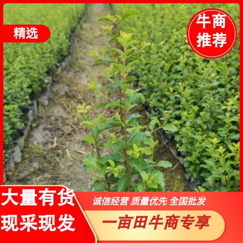 【精品推荐】成都小叶女真小杯苗30--50大量有货全国供应