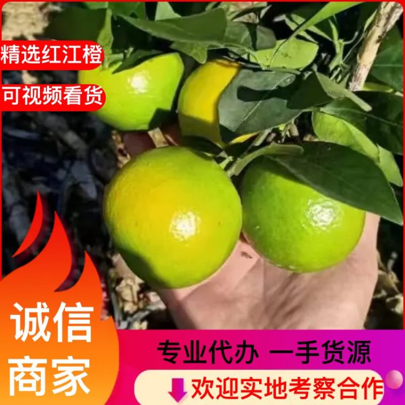 广西红江橙.冰糖橙大量货源，果肉饱满水分多.价格美丽
