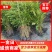 【精选】毛叶丁香苗绿篱苗大量上市全国批发50-1.5m高