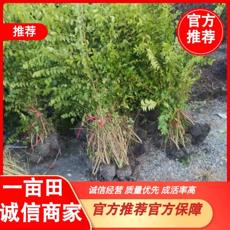 【精选】毛叶丁香苗绿篱苗大量上市全国批发50-1.5m高