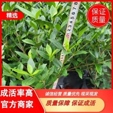 栀子花、大栀子花、小栀子花、四季栀子花30--50公分