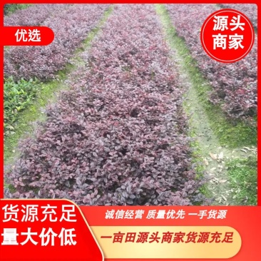 【精选】红花继木精品工程苗，毛球，大笼子30--50公分