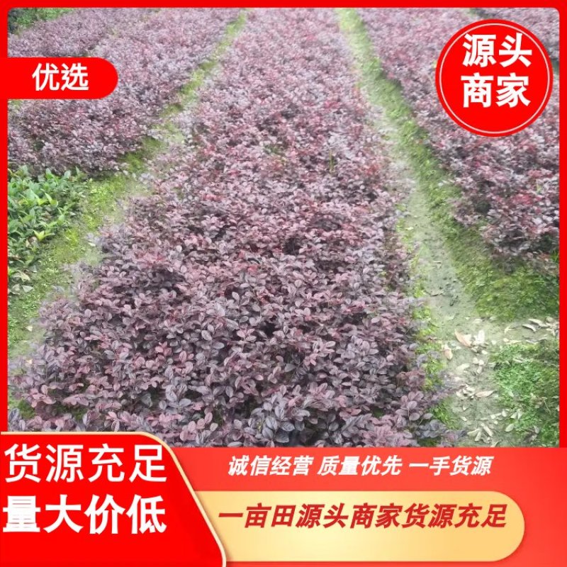 【精选】红花继木精品工程苗，毛球，大笼子30--50公分