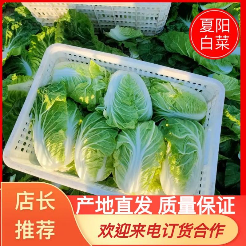 江苏东台夏阳白菜大量上市基地直发可视频看货欢迎来电！
