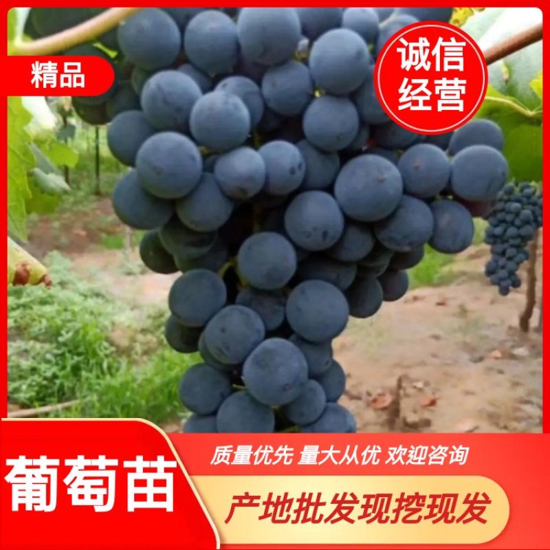 优质辽峰葡萄苗生长旺，货充足产量高产地现挖现发