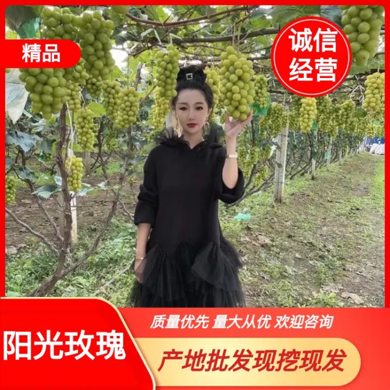 阳光玫瑰葡萄苗大量上市了，量大从优，价格美丽欢迎咨询