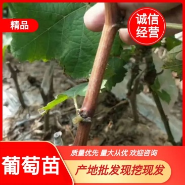 优质蓝宝石葡萄苗店铺所有葡萄苗全是自家繁殖诚信经营