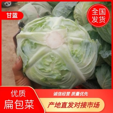【热卖】奥奇娜扁包菜3一4斤左右电商产地直供可视频看货