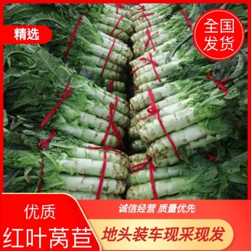 河南红尖叶莴笋已上市价格便宜质量好无空心