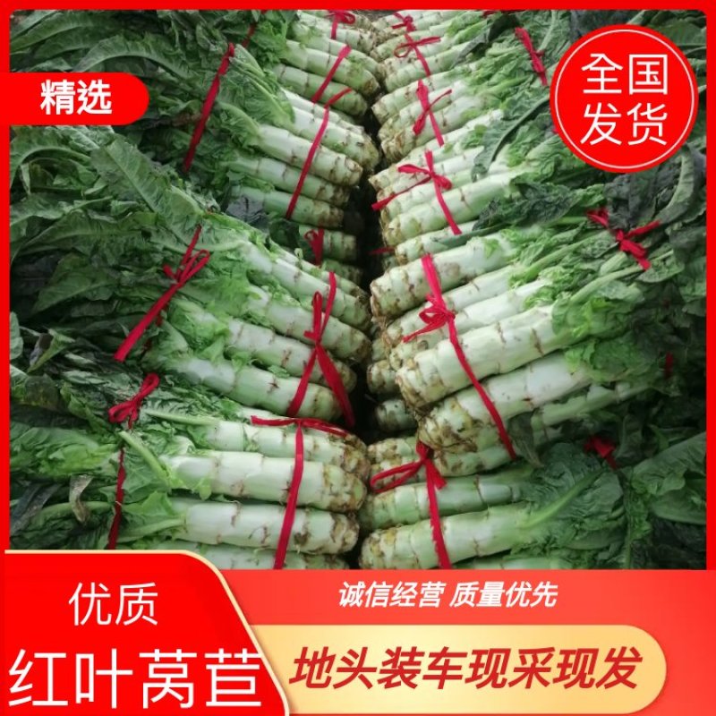 河南红尖叶莴笋已上市价格便宜质量好无空心