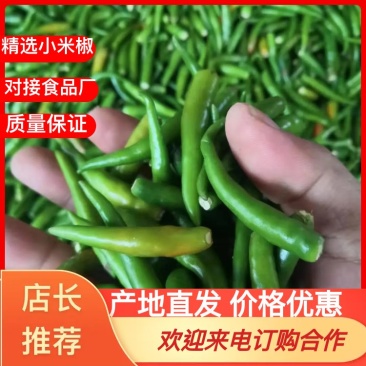 无把带把青米椒腌制青米椒腌制艳红小米椒无把青红米椒