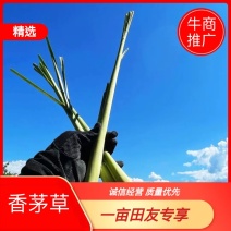 柠檬香茅草】常年供应一手货源基地直发