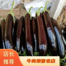 绿把长茄，主供电商美团优选多多买菜，原产地实发