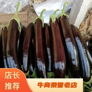 绿把长茄，主供电商美团优选多多买菜，原产地实发