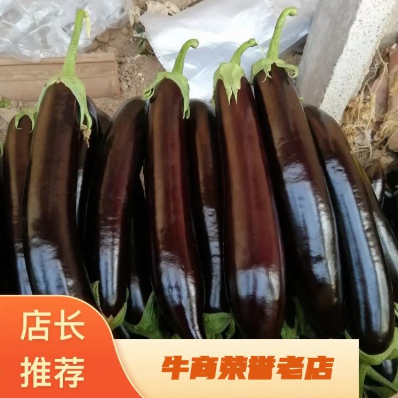 绿把长茄，主供电商美团优选多多买菜，原产地实发