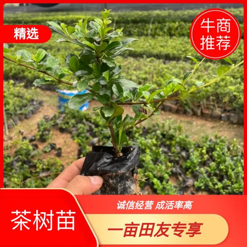 货源充足，优质福建茶苗，一手货源，品质保障