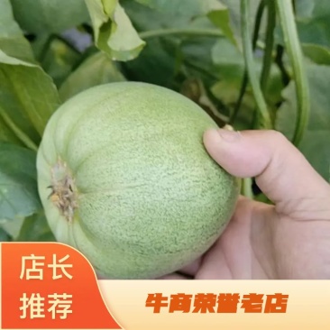 北镇香瓜绿宝甜瓜大量上市一手货源实力代办保质保量