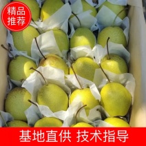北镇山坡大雪花梨皮薄水分足个头大口感甜