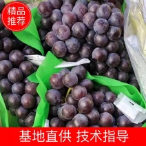 辽宁北镇优质巨峰葡萄甘甜可口一手货源致电优惠
