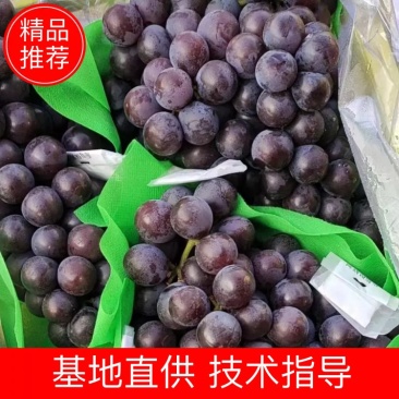 辽宁北镇优质巨峰葡萄甘甜可口一手货源致电优惠