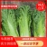 贵州秋绿60麻叶青白菜基地发货品质保证诚信经营欢迎联系