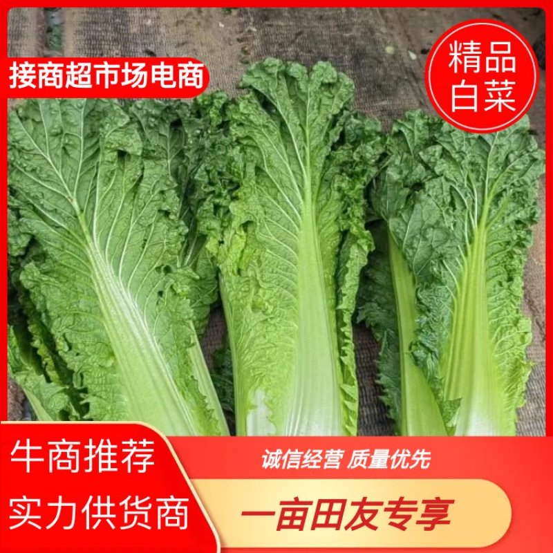 贵州秋绿60麻叶青白菜基地发货品质保证诚信经营欢迎联系