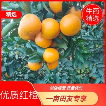 广西南宁隆安县红橙冰糖橙大量上市清甜可口欢迎各地老板前来