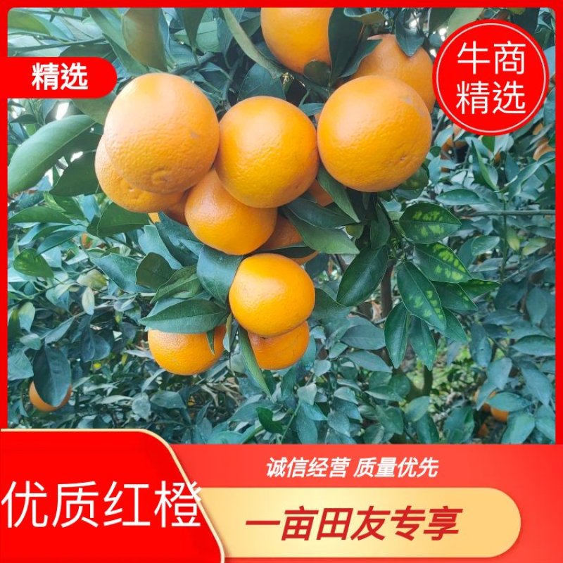 广西南宁隆安县红橙冰糖橙大量上市清甜可口欢迎各地老板前来