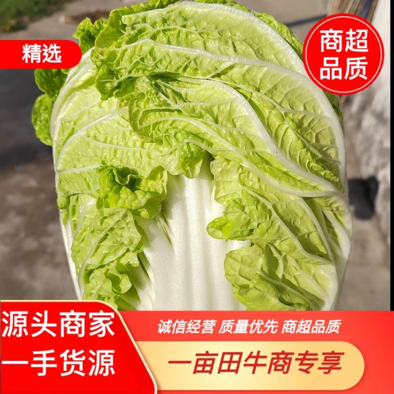 【推荐】精品黄心菜大量上市中质量好价格低商超品质