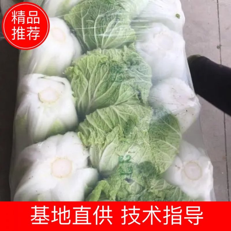 【源头商家】白菜大量上市源头商家一手货源商超品质