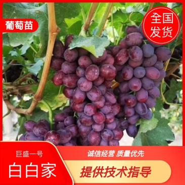 河北昌黎巨盛一号葡萄苗包纯度成活免费技术指导
