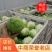 江苏绿甘蓝颜色深绿，大小适中产地直发对接全国市场