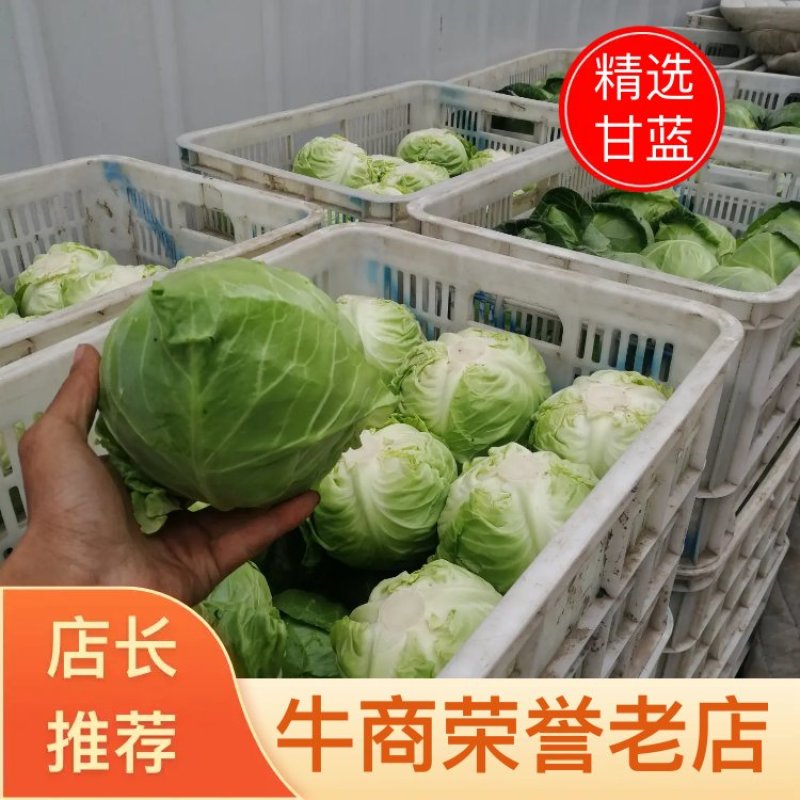 江苏绿甘蓝颜色深绿，大小适中产地直发对接全国市场